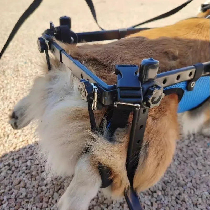 Choice Pet Wheelchair For Dog Hind Leg Paralysis Rehabilitation